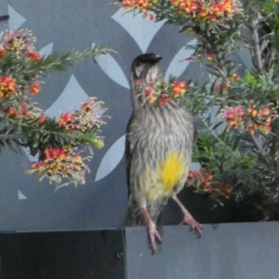 Anthochaera carunculata (Red Wattlebird) at Jerrabomberra, NSW - 16 Oct 2021 by Steve_Bok