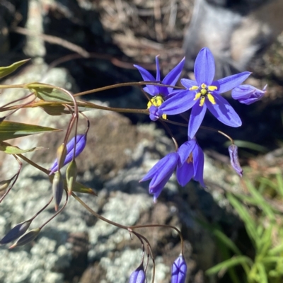 Stypandra glauca (Nodding Blue Lily) at Ainslie, ACT - 25 Sep 2021 by dhaagun