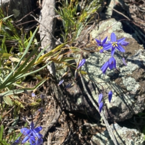 Stypandra glauca at Ainslie, ACT - 25 Sep 2021