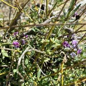 Glycine clandestina at Ainslie, ACT - 25 Sep 2021