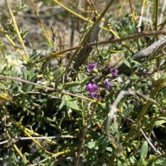 Glycine clandestina at Ainslie, ACT - 25 Sep 2021