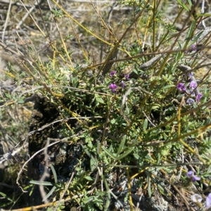 Glycine clandestina at Ainslie, ACT - 25 Sep 2021