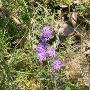 Thysanotus patersonii at Hackett, ACT - 25 Sep 2021 12:57 PM