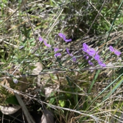 Thysanotus patersonii at Hackett, ACT - 25 Sep 2021 12:57 PM