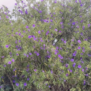 Solanum linearifolium at Duffy, ACT - 5 Oct 2021 06:48 PM