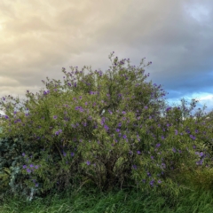 Solanum linearifolium at Duffy, ACT - 5 Oct 2021 06:48 PM