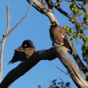 Acridotheres tristis at Jerrabomberra, NSW - 17 Oct 2021