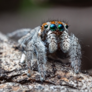 Maratus calcitrans at Aranda, ACT - suppressed