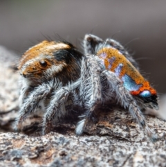 Maratus calcitrans at Aranda, ACT - suppressed