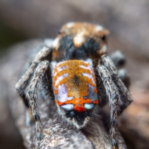 Maratus calcitrans at Aranda, ACT - suppressed