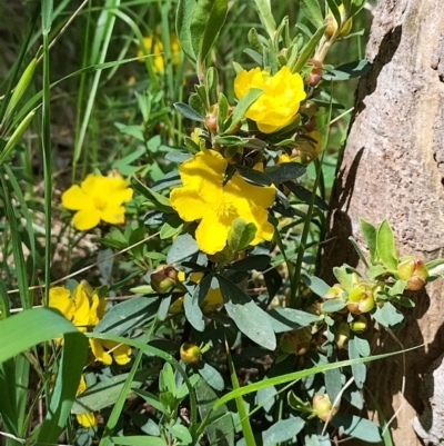 Hibbertia obtusifolia (Grey Guinea-flower) at West Wodonga, VIC - 17 Oct 2021 by erika