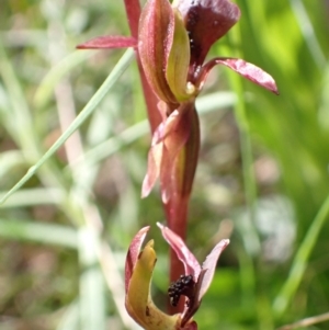 Chiloglottis trapeziformis at Jerrabomberra, NSW - 16 Oct 2021