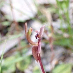 Chiloglottis trapeziformis at Jerrabomberra, NSW - 16 Oct 2021