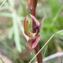 Chiloglottis trapeziformis at Jerrabomberra, NSW - suppressed