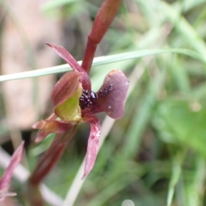 Chiloglottis trapeziformis at Jerrabomberra, NSW - suppressed