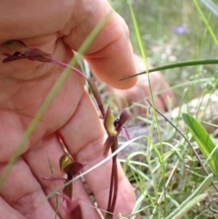 Chiloglottis trapeziformis at Jerrabomberra, NSW - suppressed