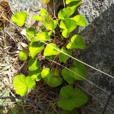 Pelargonium australe (Austral Stork's-bill) at West Wodonga, VIC - 17 Oct 2021 by erika