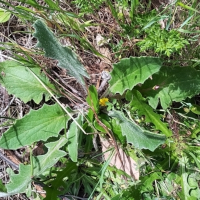 Cymbonotus sp. (preissianus or lawsonianus) (Bears Ears) at West Wodonga, VIC - 17 Oct 2021 by erika