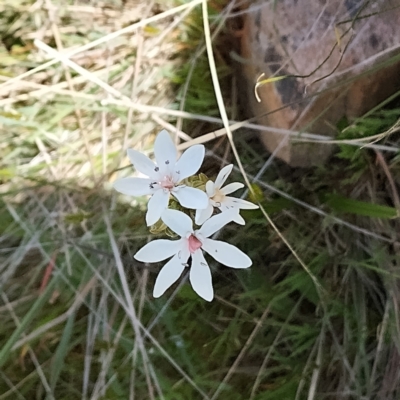 Burchardia umbellata (Milkmaids) at West Wodonga, VIC - 17 Oct 2021 by erika