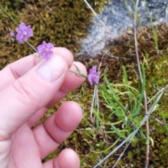 Arthropodium minus (Small Vanilla Lily) at West Wodonga, VIC - 17 Oct 2021 by erika