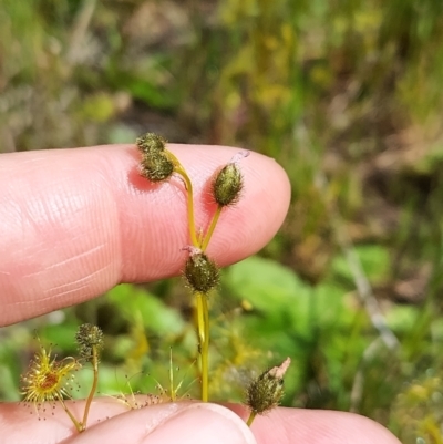 Drosera gunniana (Pale Sundew) at West Wodonga, VIC - 17 Oct 2021 by erika