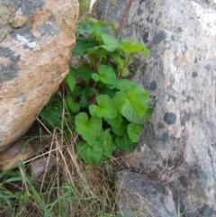 Pelargonium australe (Austral Stork's-bill) at West Wodonga, VIC - 17 Oct 2021 by erika