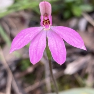 Caladenia carnea at Jerrabomberra, NSW - 17 Oct 2021