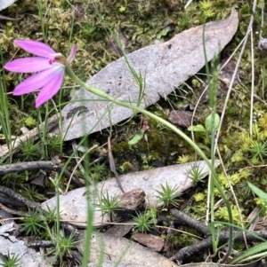 Caladenia carnea at Jerrabomberra, NSW - 17 Oct 2021