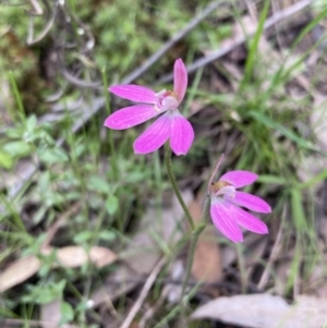 Caladenia carnea at Jerrabomberra, NSW - 17 Oct 2021