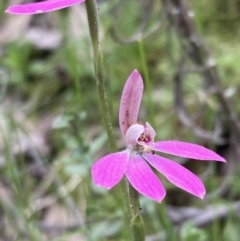 Caladenia carnea at Jerrabomberra, NSW - 17 Oct 2021