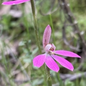 Caladenia carnea at Jerrabomberra, NSW - 17 Oct 2021