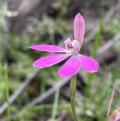 Caladenia carnea at Jerrabomberra, NSW - 17 Oct 2021