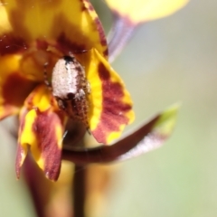 Diuris semilunulata at Jerrabomberra, ACT - 17 Oct 2021