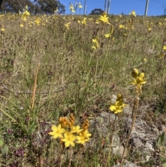 Bulbine bulbosa (Golden Lily, Bulbine Lily) at Jerrabomberra, ACT - 17 Oct 2021 by AnneG1