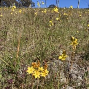 Bulbine bulbosa at Jerrabomberra, ACT - 17 Oct 2021