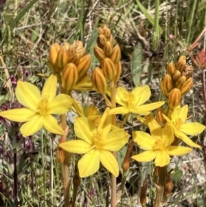 Bulbine bulbosa at Jerrabomberra, ACT - 17 Oct 2021