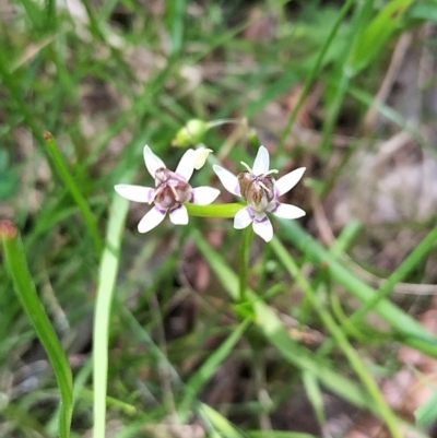 Wurmbea dioica subsp. dioica (Early Nancy) at West Wodonga, VIC - 17 Oct 2021 by erika