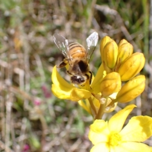 Apis mellifera at Jerrabomberra, ACT - 17 Oct 2021