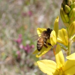 Apis mellifera at Jerrabomberra, ACT - 17 Oct 2021