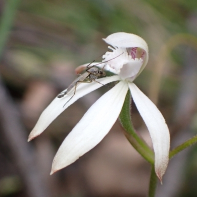 Caladenia ustulata (Brown Caps) at Jerrabomberra, NSW - 16 Oct 2021 by AnneG1