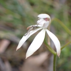 Caladenia ustulata at Jerrabomberra, NSW - 16 Oct 2021