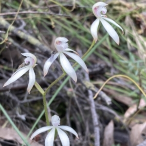 Caladenia ustulata at Jerrabomberra, NSW - 16 Oct 2021