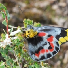 Delias harpalyce (Imperial Jezebel) at Cavan, NSW - 17 Oct 2021 by Harrisi