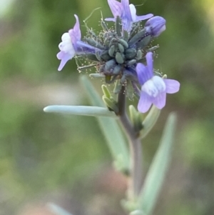 Linaria arvensis at Ainslie, ACT - 17 Oct 2021