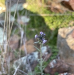 Linaria arvensis at Ainslie, ACT - 17 Oct 2021