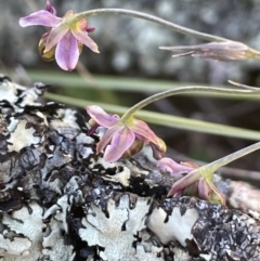 Arthropodium minus (Small Vanilla Lily) at Ainslie, ACT - 17 Oct 2021 by JaneR