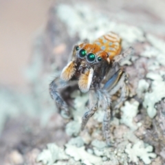 Maratus plumosus (Plumed Peacock Spider) at Cavan, NSW - 17 Oct 2021 by Harrisi