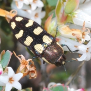 Castiarina decemmaculata at Cavan, NSW - 17 Oct 2021