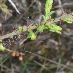 Ischnotoma (Ischnotoma) eburnea (A Crane Fly) at Cavan, NSW - 17 Oct 2021 by Harrisi