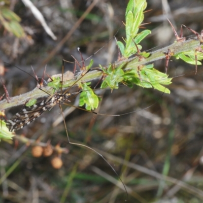 Ischnotoma (Ischnotoma) eburnea (A Crane Fly) at Cavan, NSW - 17 Oct 2021 by Harrisi